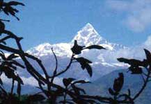 View of Fistail, Annapurna Trekking, Views from poon hill and Ghorepani....